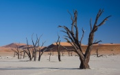 Acacia Trees in Dead Vlei