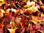 Autumn Leaves
