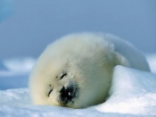 Baby Seal Wallpaper