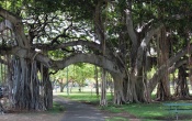 Banyan Tree