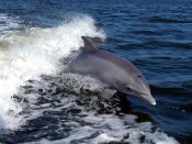 Bottlenose Dolphin Wallpaper