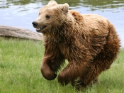 Brown Bear Wallpaper