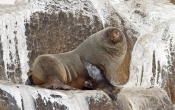 Brown Fur Seal