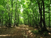 Crimean Forest Path Wallpaper