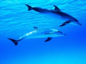 Dolphins Swimming Wallpaper