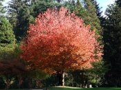 Fall in Vancouver Wallpaper