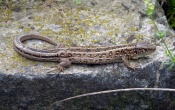 Female Sand Lizard