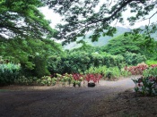 Hawaii Scenery Wallpaper