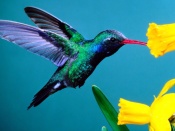 Hummingbird Wallpaper