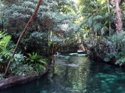 Jungle Cruise - Disneyland Wallpaper