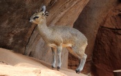 Kirks Dik-Dik