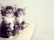 Kitten Watch Wallpaper