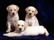 Labrador Puppies Wallpaper