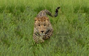 Leopard Running