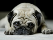Little Pug Dog Wallpaper