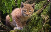 Lynx Kitten