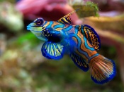 Mandarinfish Wallpaper