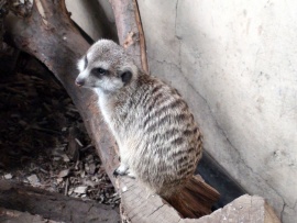 Meerkat Wallpaper-Calgary Zoo (click to view)