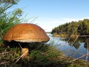 Mushroom in a Finnish Forest
