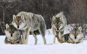 Part of the Pack - Wolves