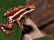 Phantasmal Poison Frog Wallpaper