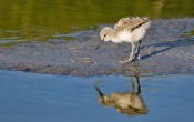 Pied Avocet Bird