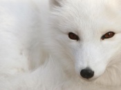Polar Fox Wallpaper