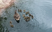 Proud Mother with Ducklings Wallpaper