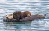 Sea Otter