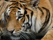 Siberian Tiger Wallpaper