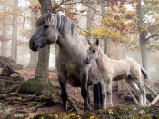 Wild Horses Wallpaper