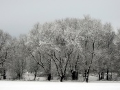 Winter Wallpaper