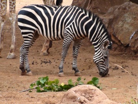 Zebra Wallpaper (click to view)
