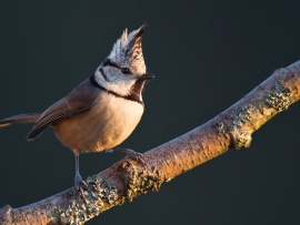 Bird Wallpaper - Crested Tit (click to view)