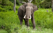 Bull Elephant