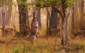 Chital Stag