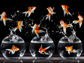 Cirque du Soleil Goldfish Wallpaper (click to view)