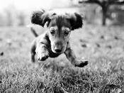 Dashing Dachshund Wallpaper