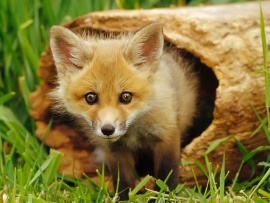 Fox Pup (Kit) Wallpaper (click to view)
