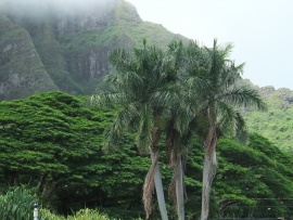 Hawaii Wallpaper (click to view)