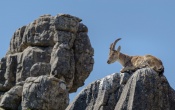 Ibex on Rocks