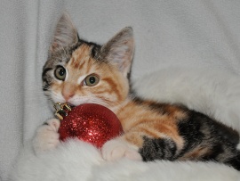 Kitty's Christmas Wallpaper (click to view)