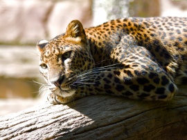 Leopard Wallpaper (click to view)