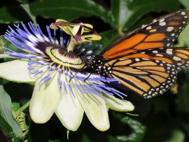 Monarch Butterfly Wallpaper (click to view)