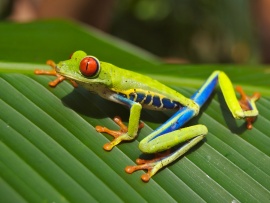 Red-Eyed Tree Frog (click to view)
