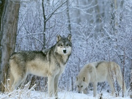 Winter Wolves Wallpaper (click to view)