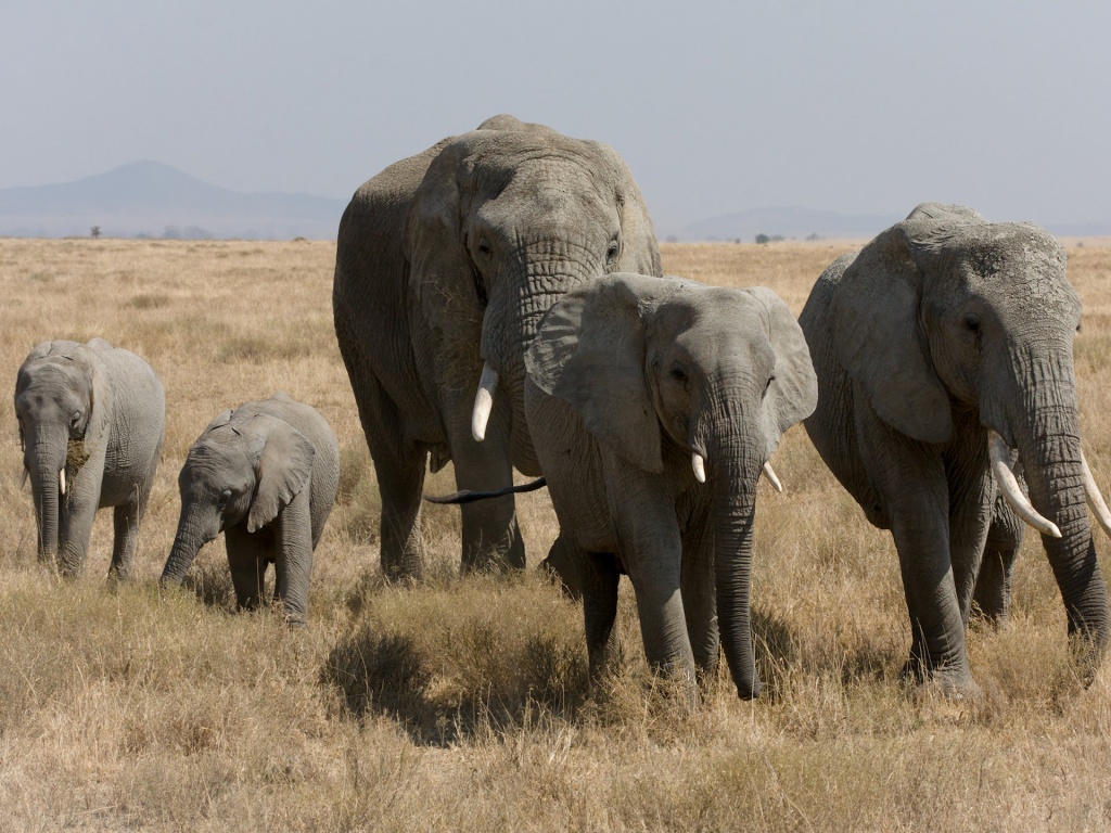 African Bush Elephant Family