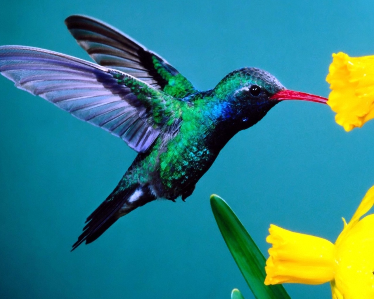 Hummingbird Wallpaper
