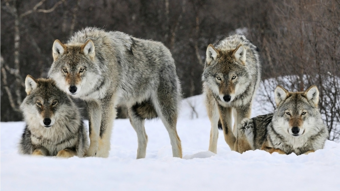 Part of the Pack - Wolves
