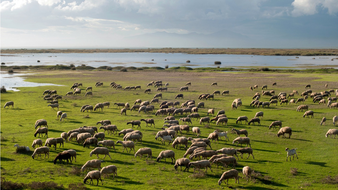 Sheep Herd Wallpaper
